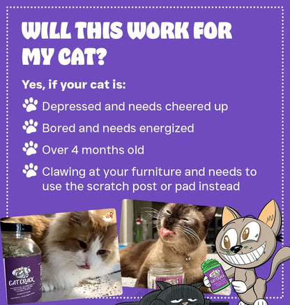 Premium Natural Catnip Blend for Cats Training, Toys & Playtime Stimulation